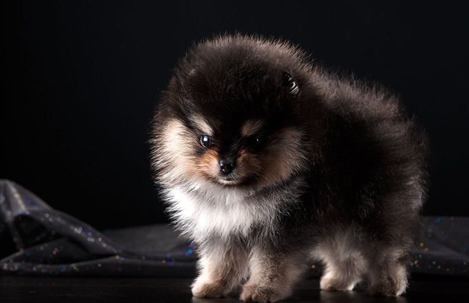 Шпиц флаффи