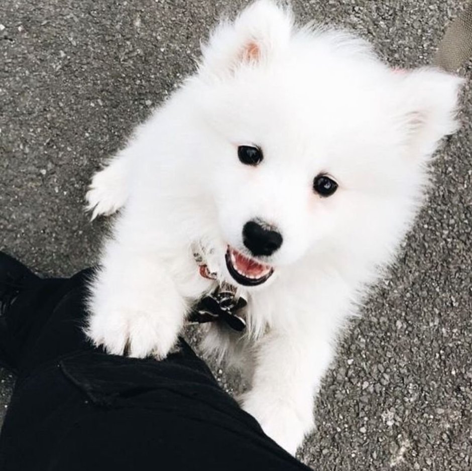 Хаски самоед