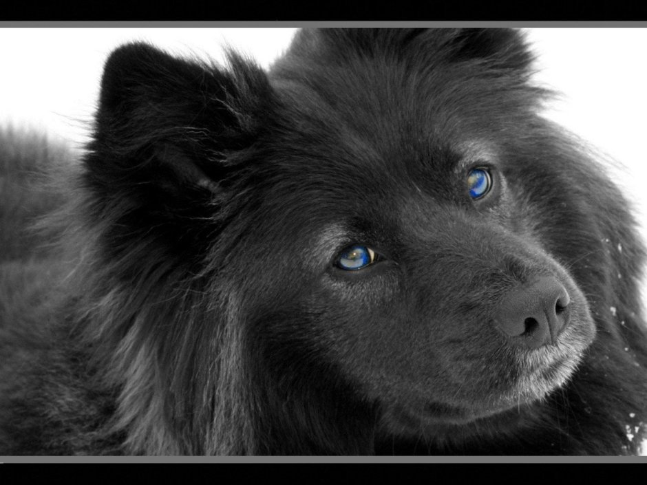 Чёрная собака с голубыми глазами