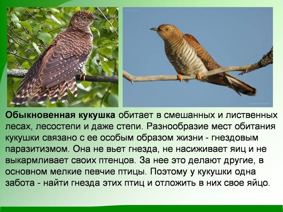 Кукушка птица