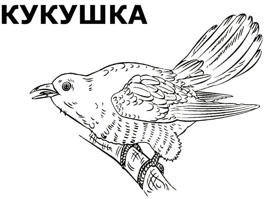 Кукушка птица