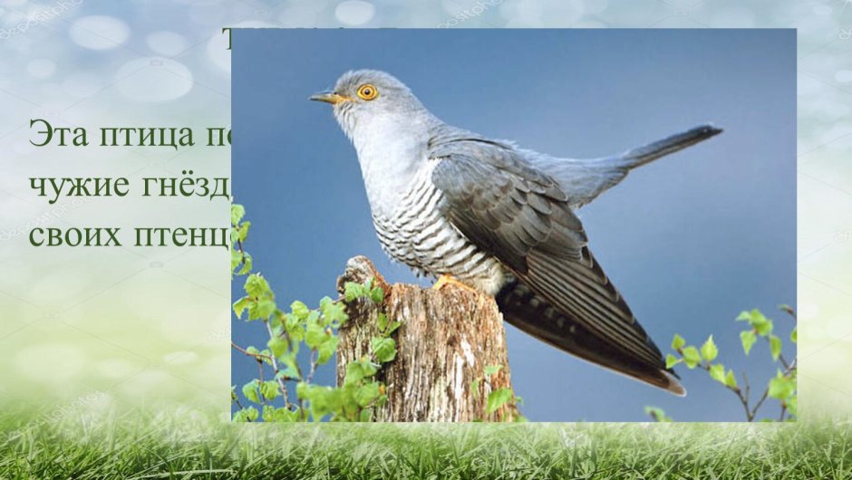 Раскраска "перелетные птицы"