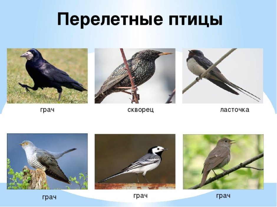 Кукушка на белом фоне