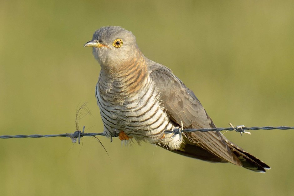 Кукушка Cuckoo