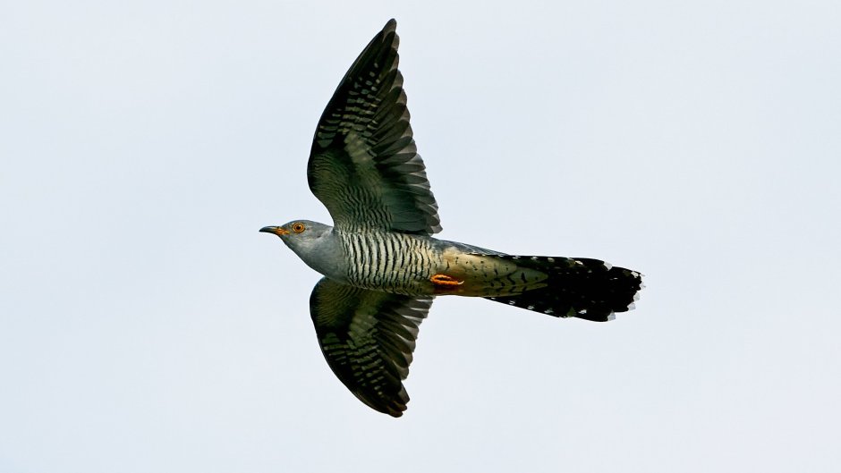 Кукушка Cuculus canorus