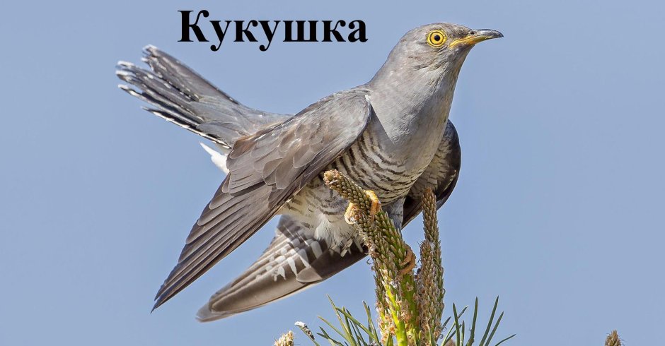 Кукушка Кыргызстан