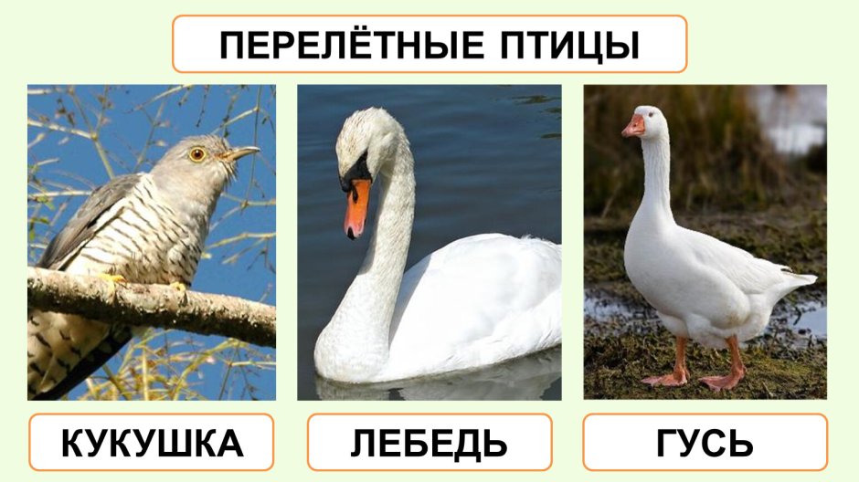 Перелетные птицы Ласточка Кукушка Грач