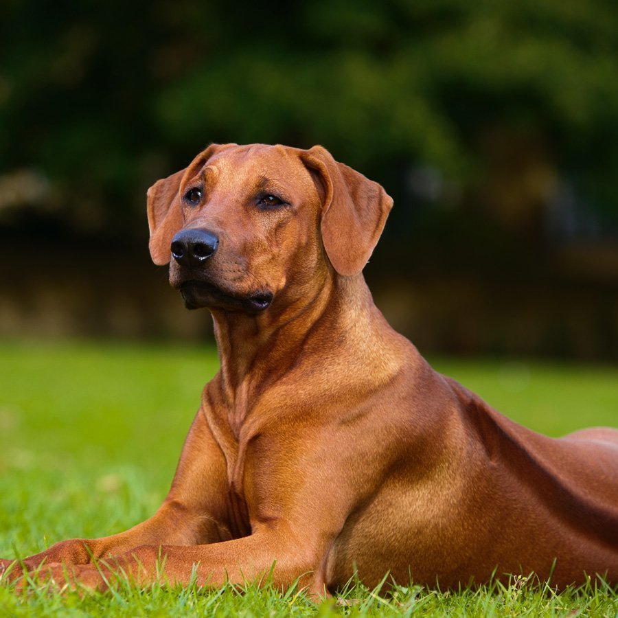 Риджбек собака Родезийский