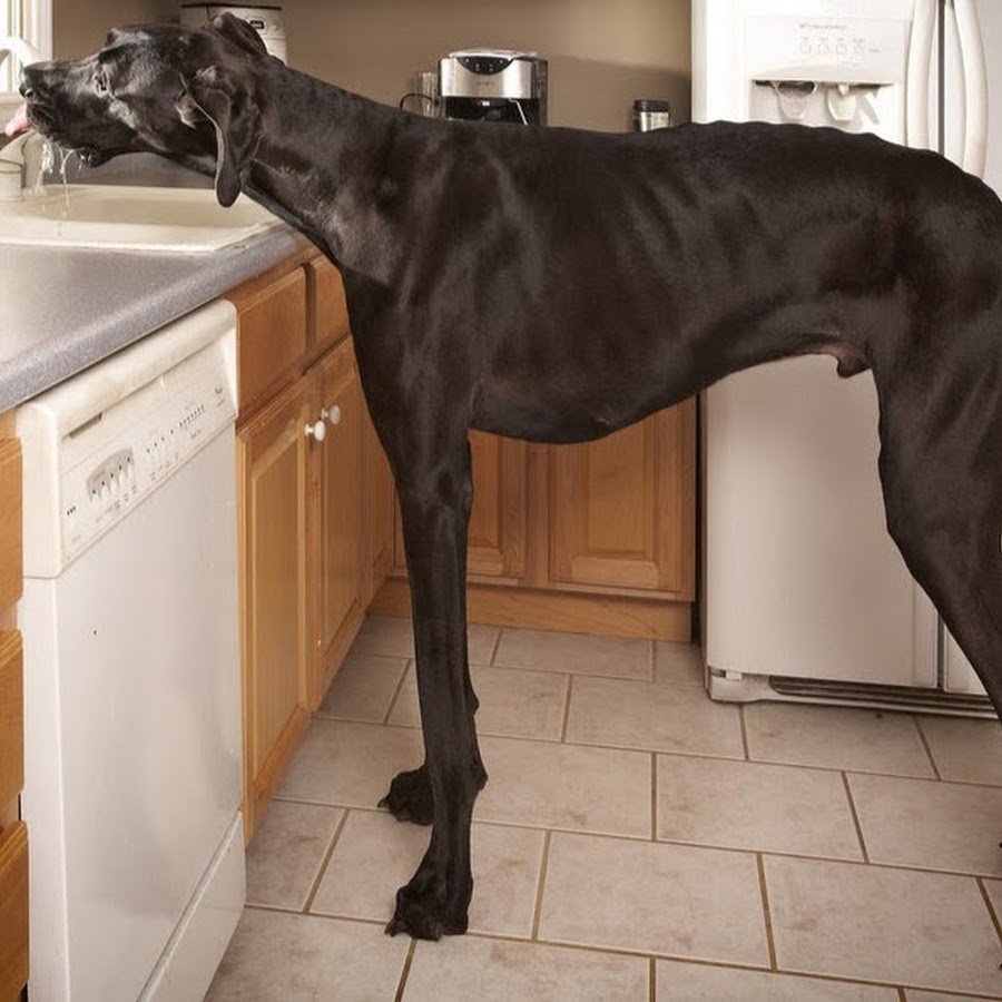 Самый большой дог в мире