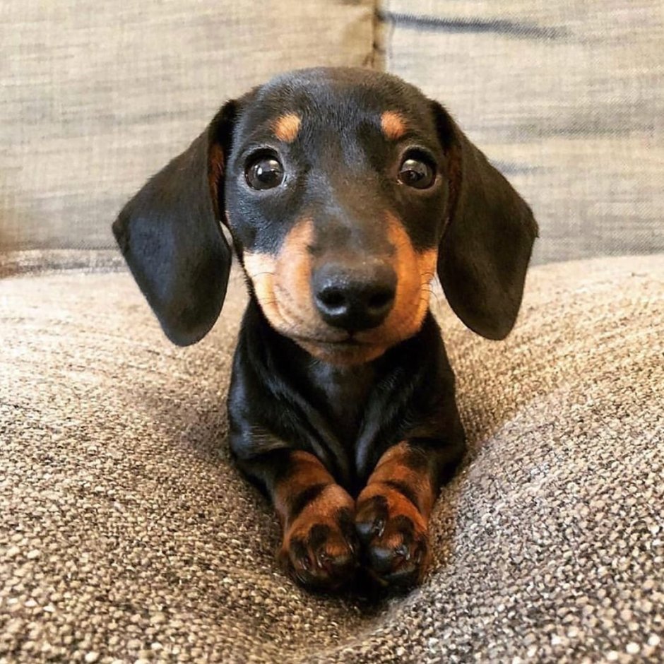 Порода такса