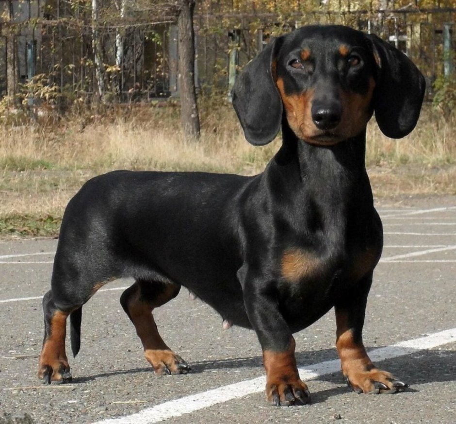 Такса черная гладкошерстная