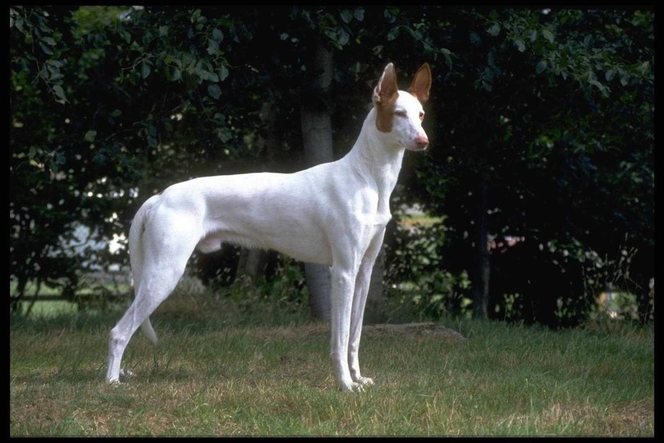 Поденко ибиценко короткошерстная