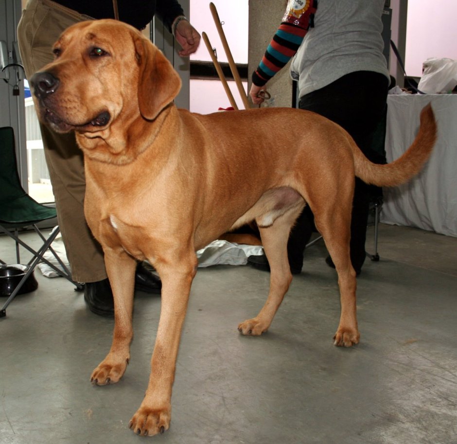 Порода собак датский брохольмер