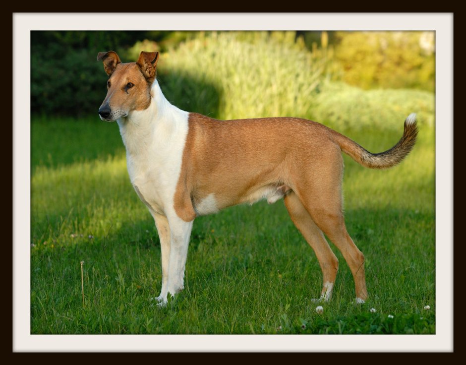 Колли короткошерстный Шотландская овчарка