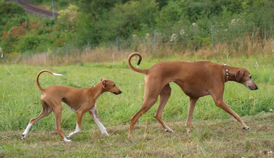 Топ 10 гладкошерстных собак