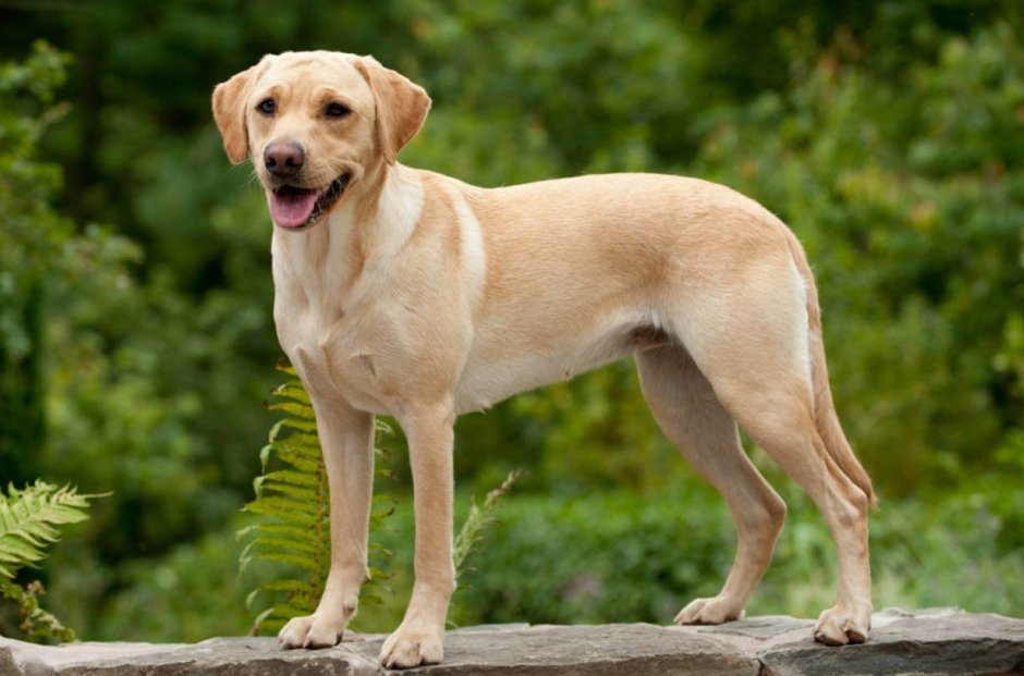 Лабрадор ретривер