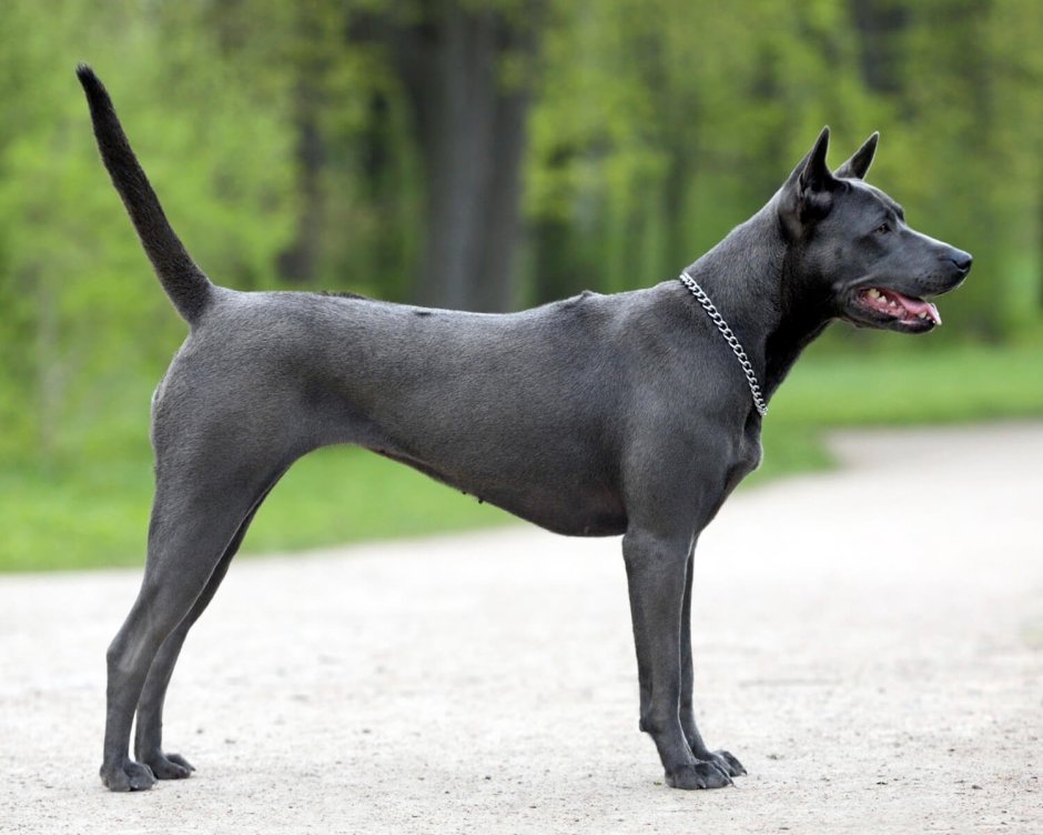 Тайский риджбек собака