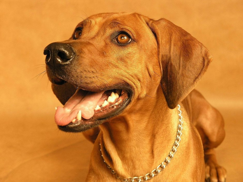 Риджбек Хантер