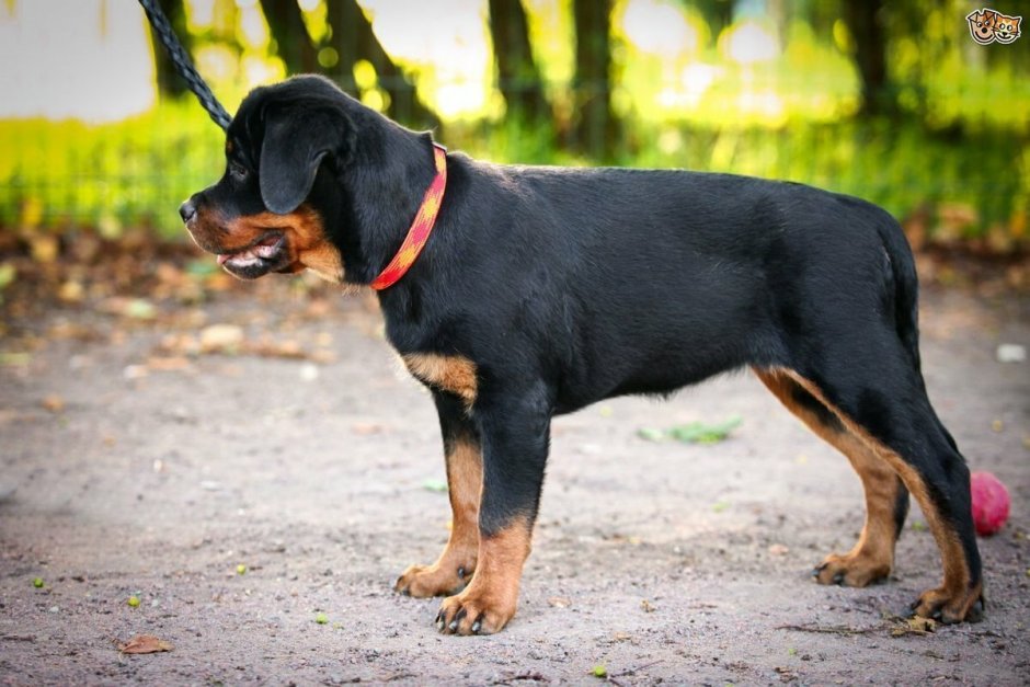 Ротвейлер гладкошерстная