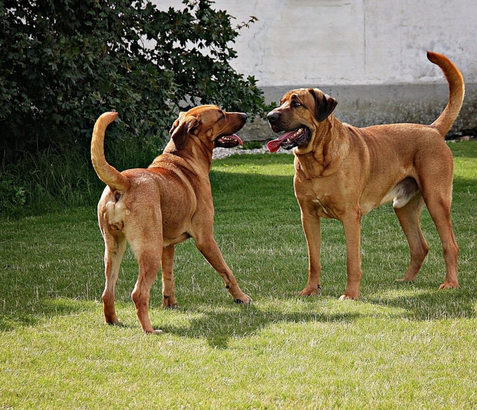Рычащий датский брохольмер