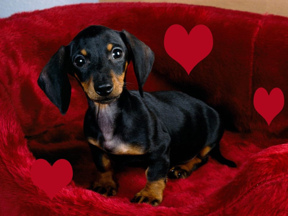 Кроличья такса черная