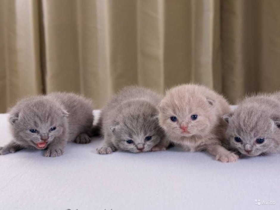 Маленькие котята Шотландские вислоухие