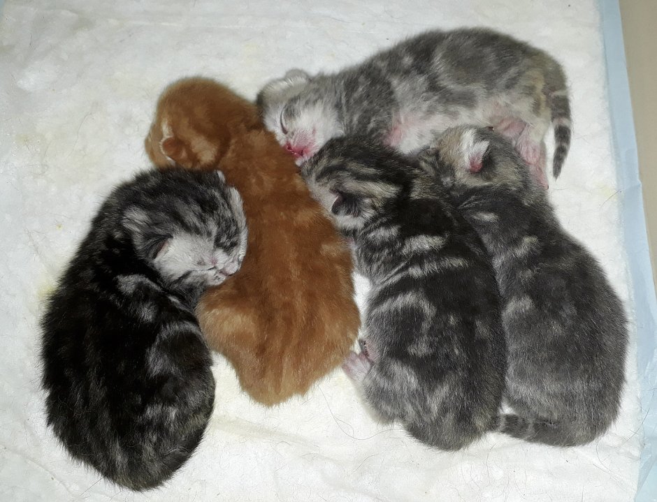 Новорождённые котята вислоухие Шотландские