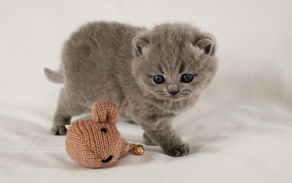 Котики милахи