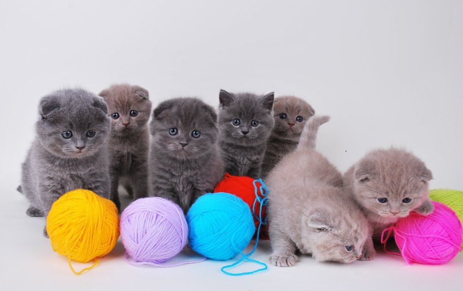 Новорожденные Шотландские котята
