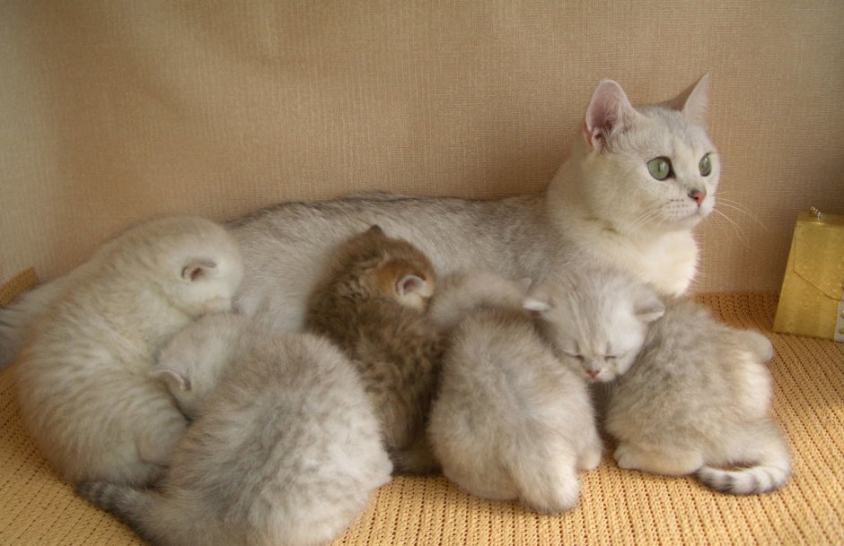 Шотландская вислоухая кошка маленький