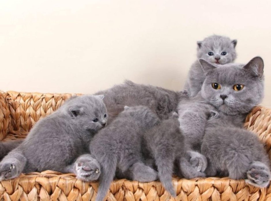 Новорожденные котята шотландской вислоухой шиншиллы