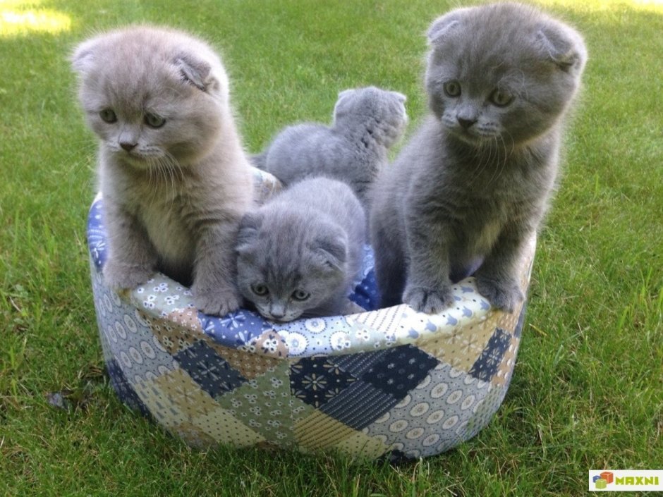 Беременные кошки шотландки