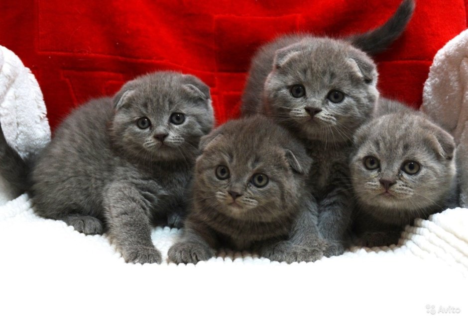 Новорожденные котята Шотландские прямоухие