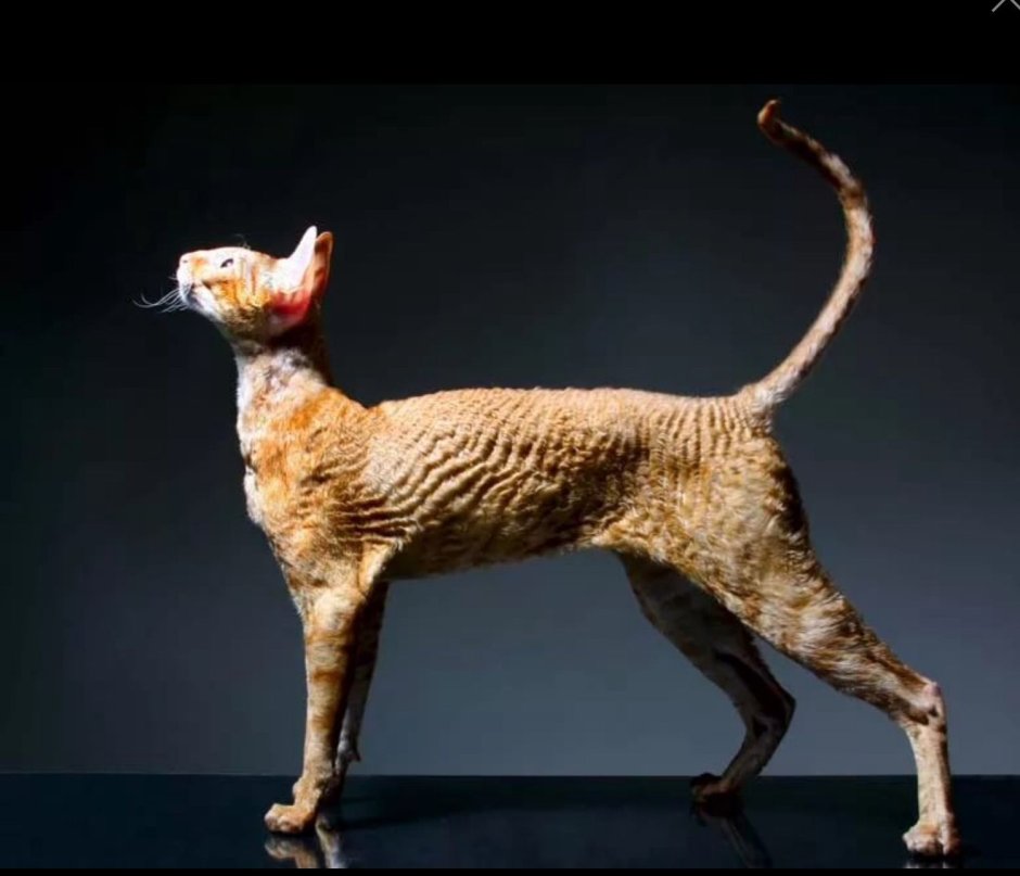 Котики Корниш рекс