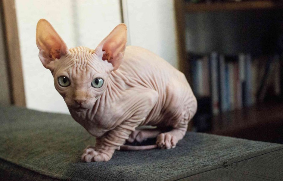 Кохона сфинкс