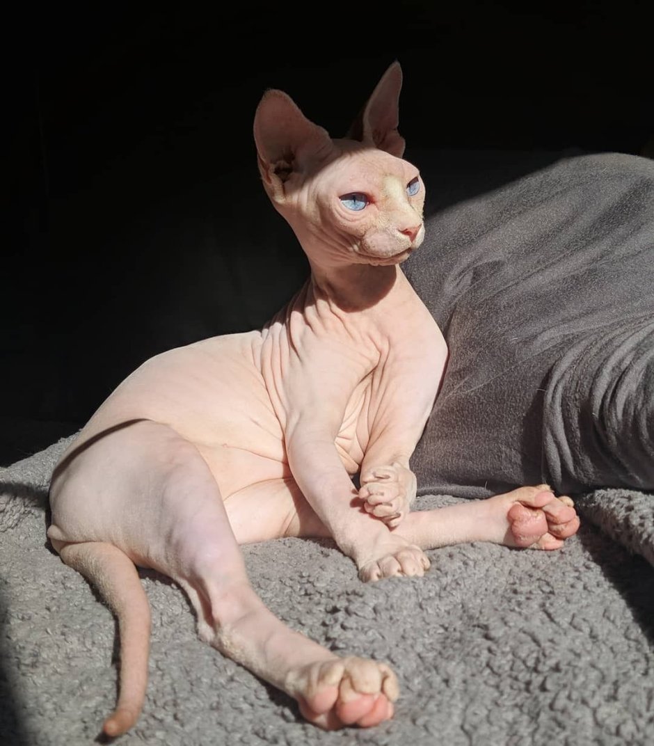 Голые кошки