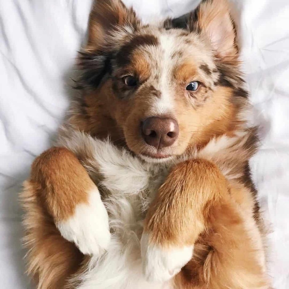 Australian Shepherd Play