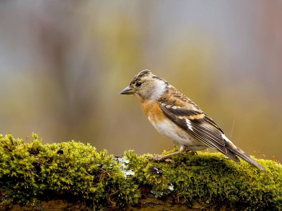 Юрок (fringilla montifringilla)