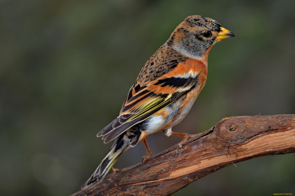 Bramble Finch, Brambling