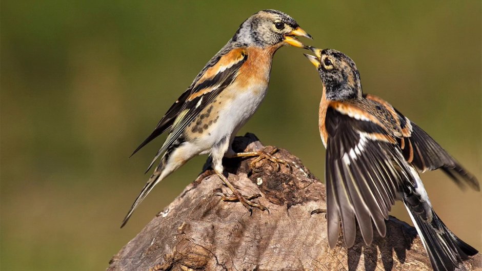 Bramble Finch, Brambling
