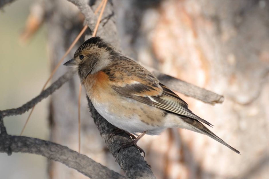 Fringilla montifringilla