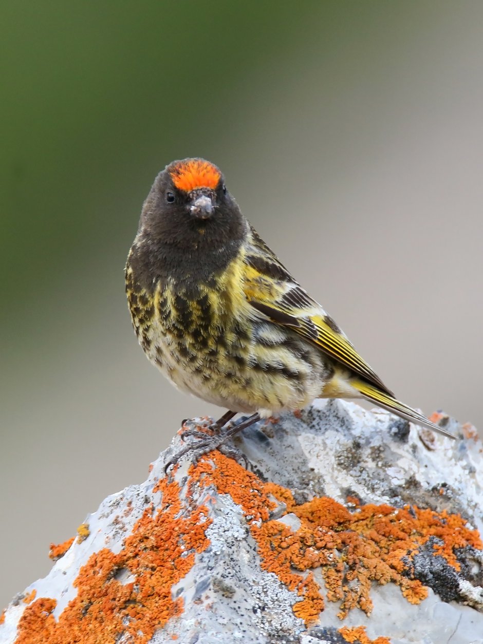 Юрок (fringilla montifringilla)