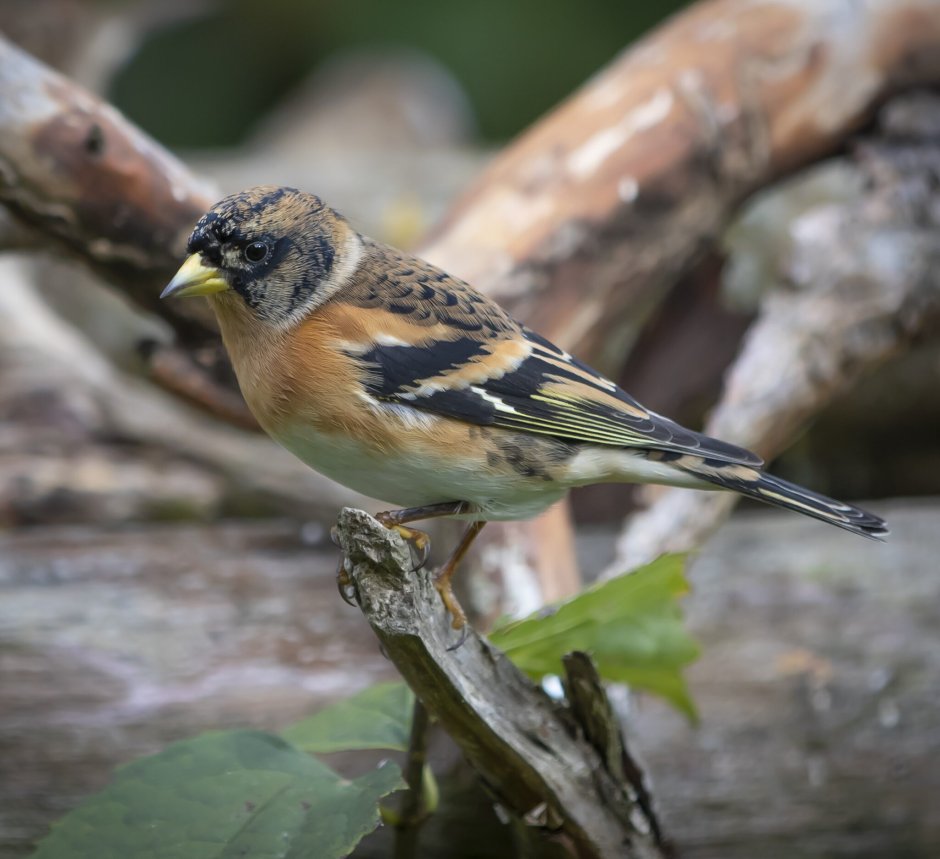 Юрок (fringilla montifringilla)