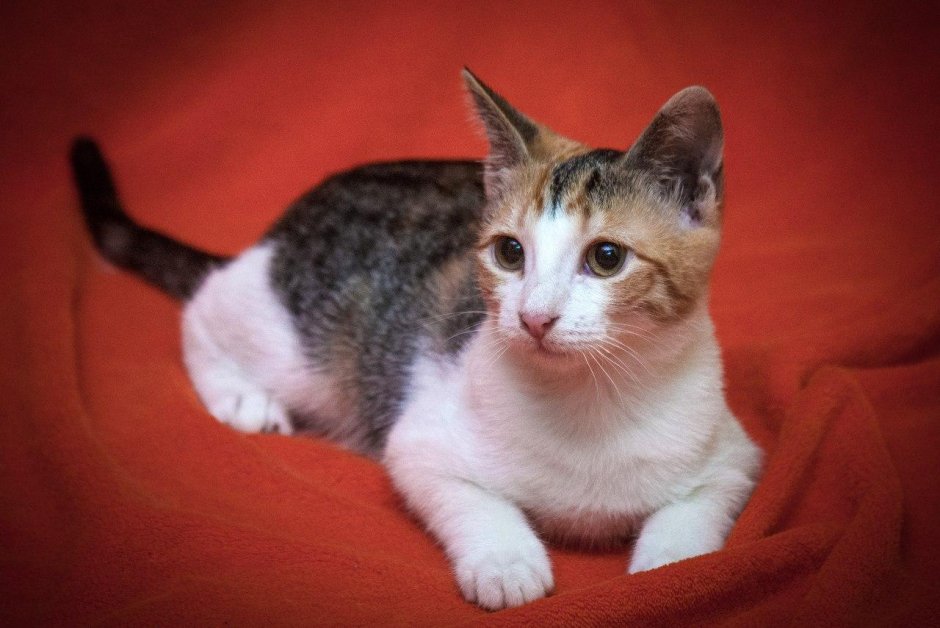 Кошка метис трехцветная короткошерстная