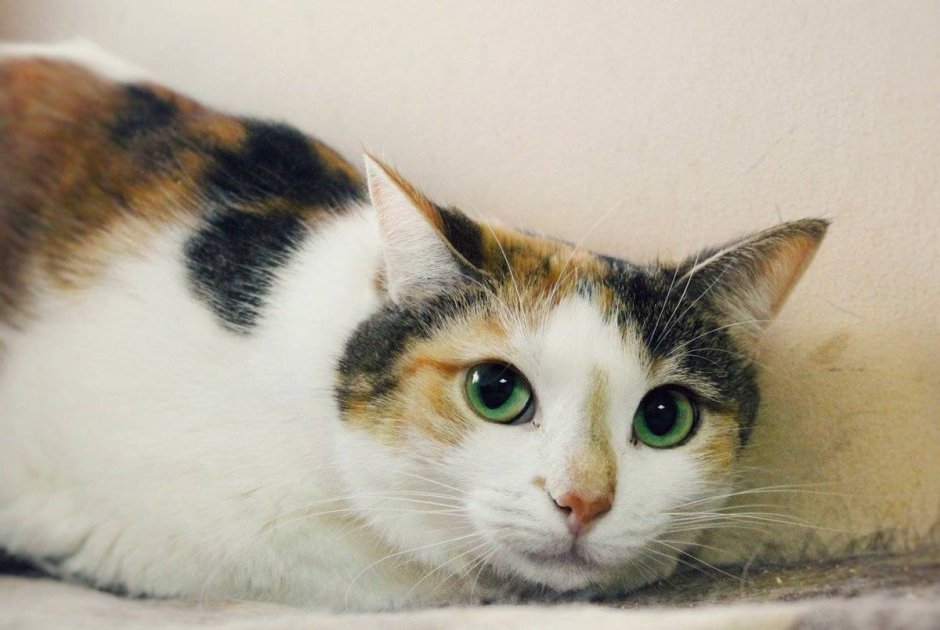 Коты Мейн кун