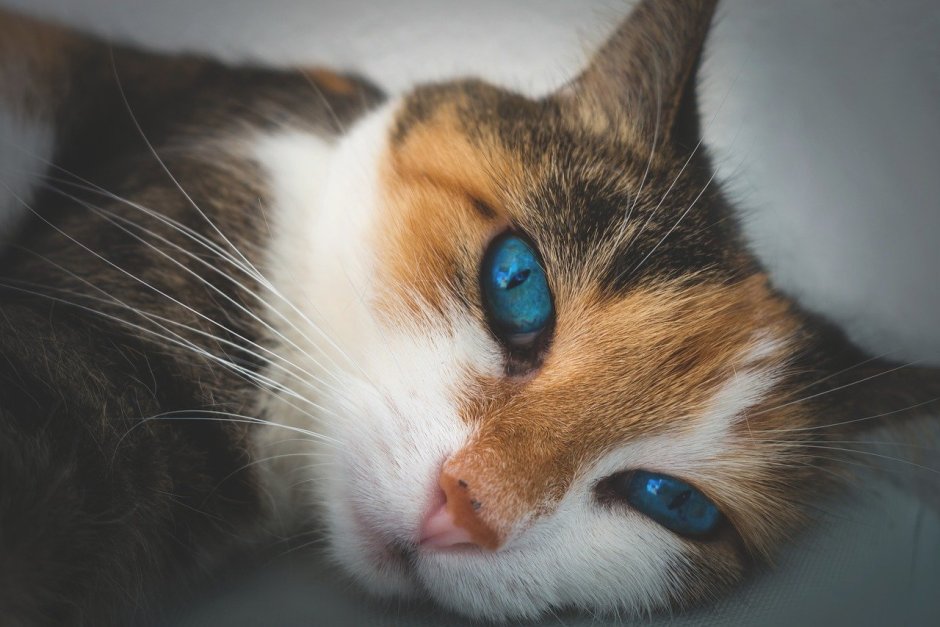 Белая трехцветная кошка