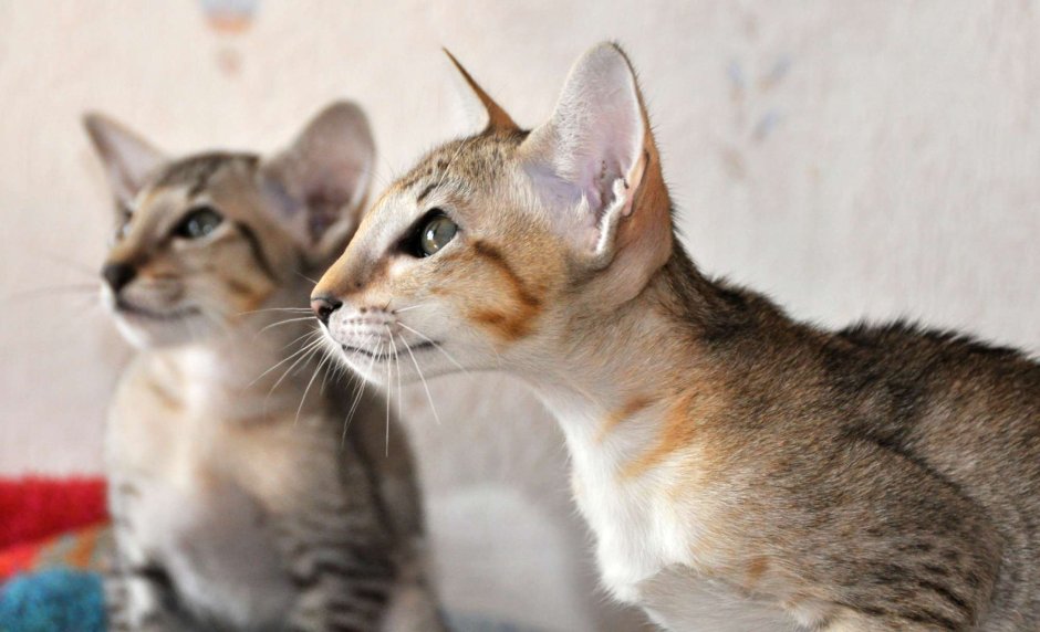 Пестроликая коты Воители
