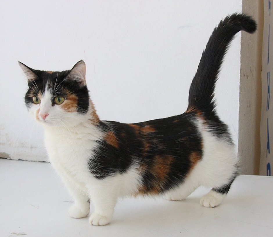 Spottedleaf коты Воители