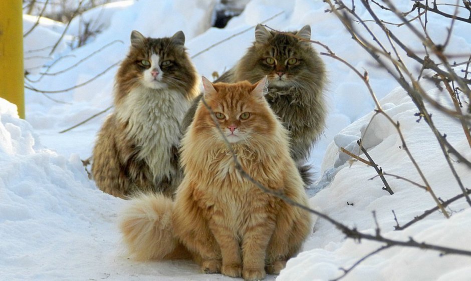 Коты Аллы Лебедевой Кошляндия