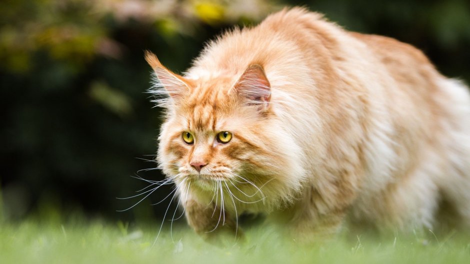 Сибирский Лесной кот серый